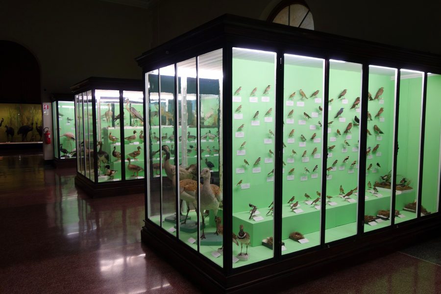 Выставка птиц в Museo Civico di Storia Naturale Giacomo Doria в Генуе