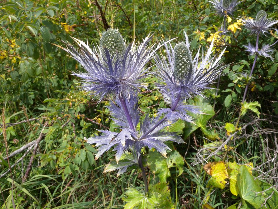 Синий мордовник альпийский (Eryngium alpinum)