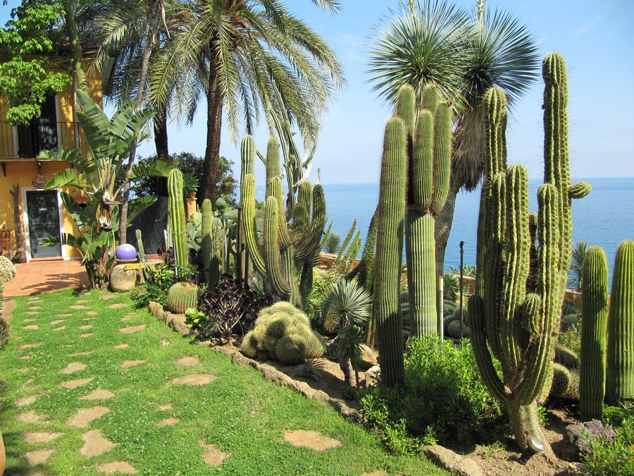 Растения в Giardino Esotico Pallanca в Бордигере