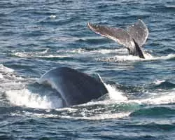 Наблюдение за китами в Лигурии